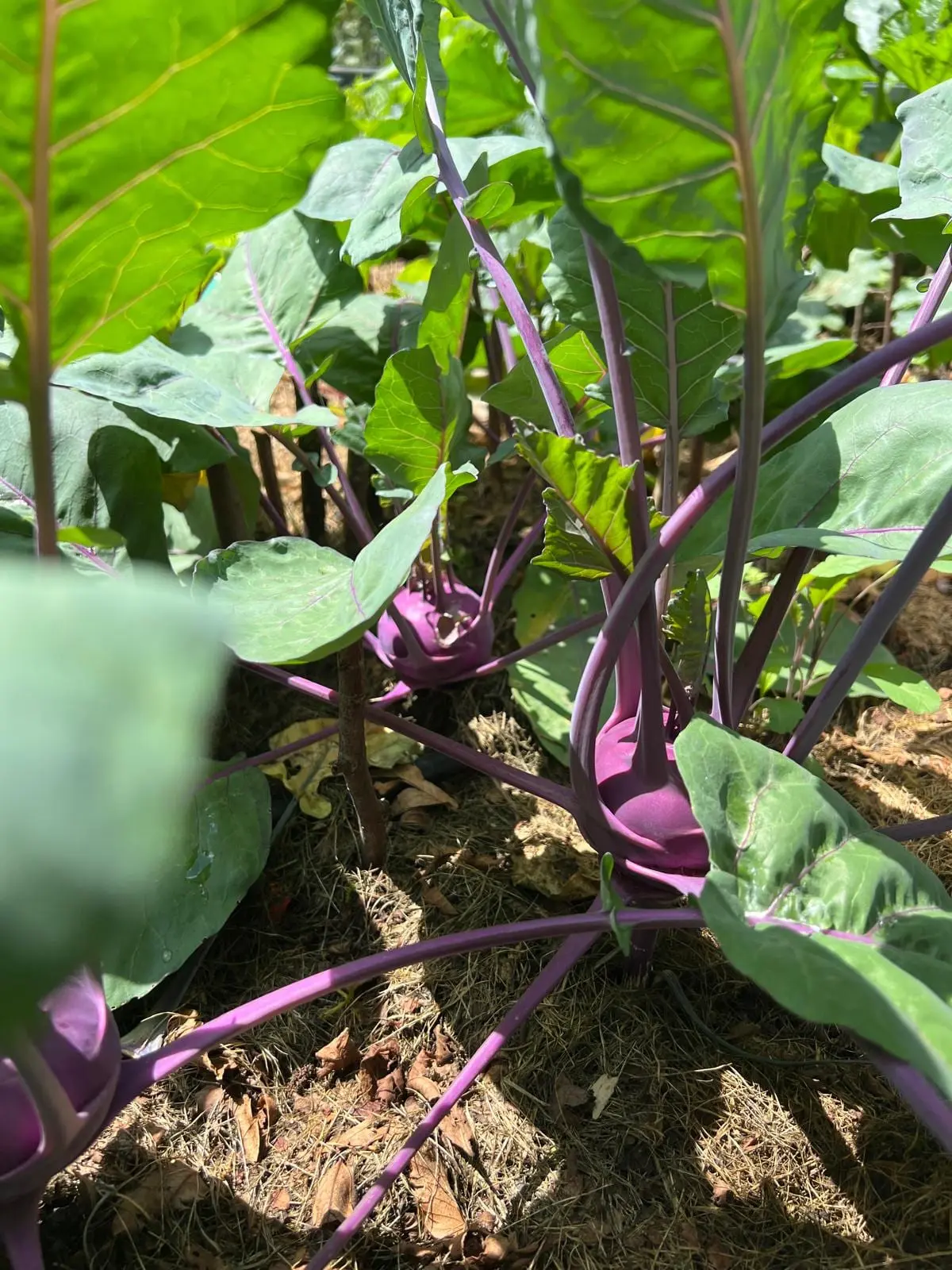 Violetter Kohlrabi, frisch im Beet